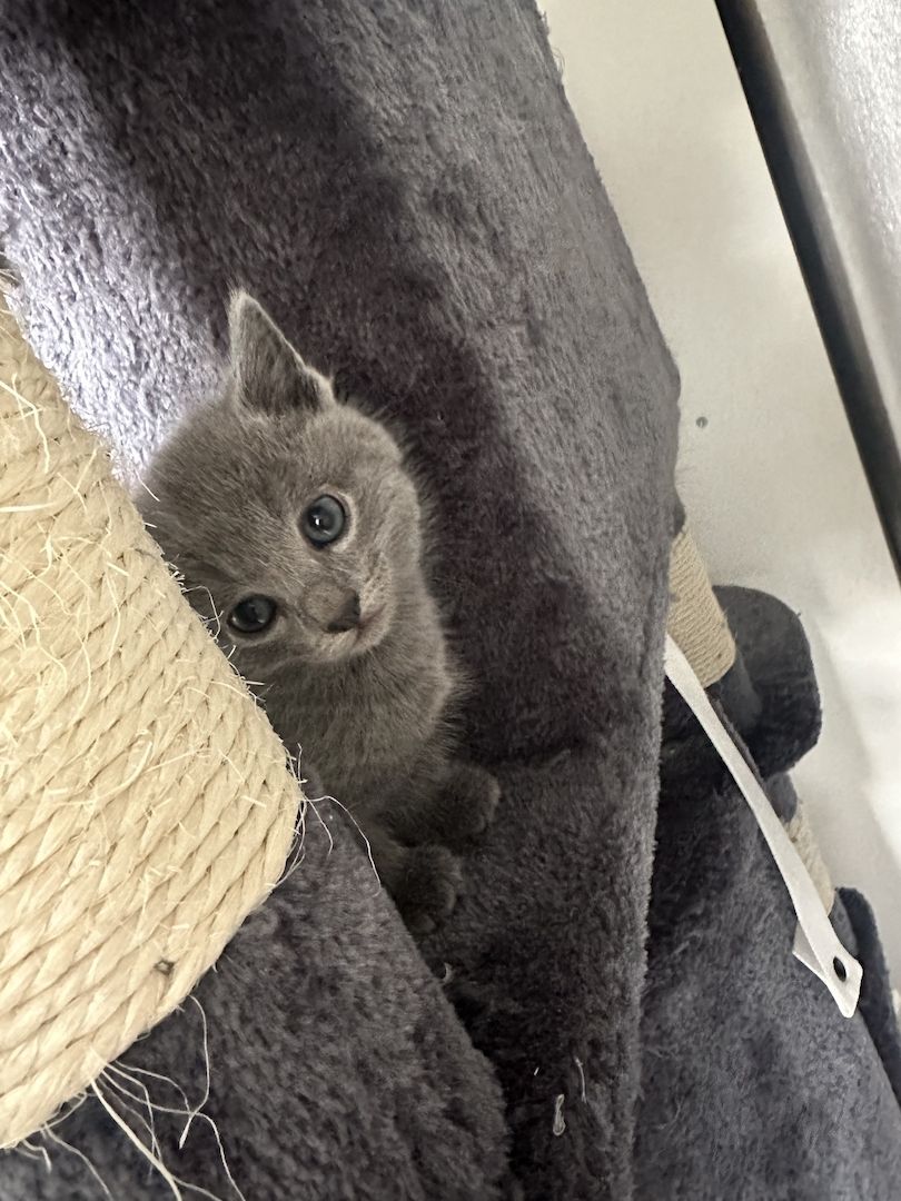 4 reinrassige wunderschöne russisch blau kitten 3x w, 1x m