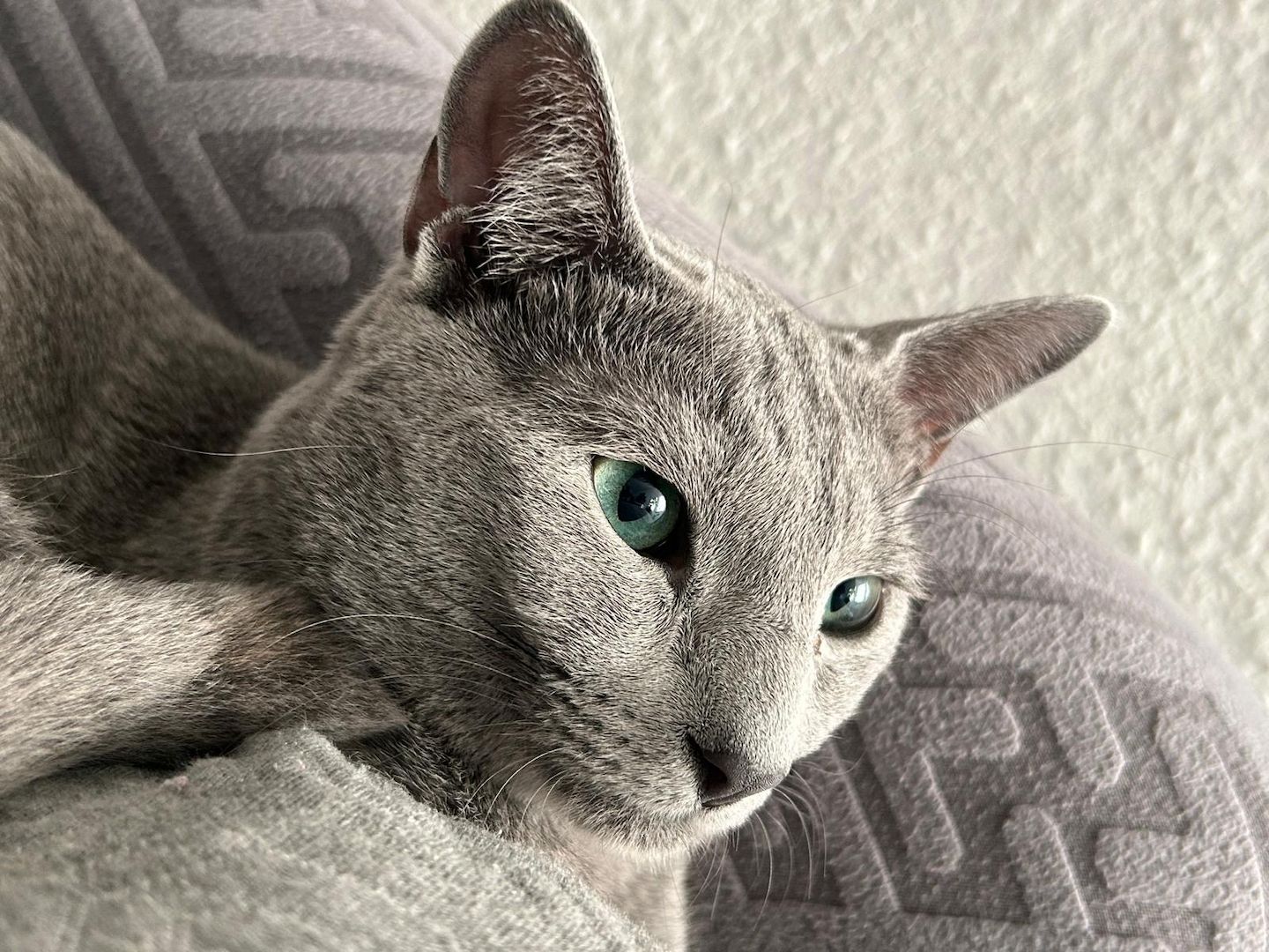 4 reinrassige wunderschöne russisch blau kitten 3x w, 1x m