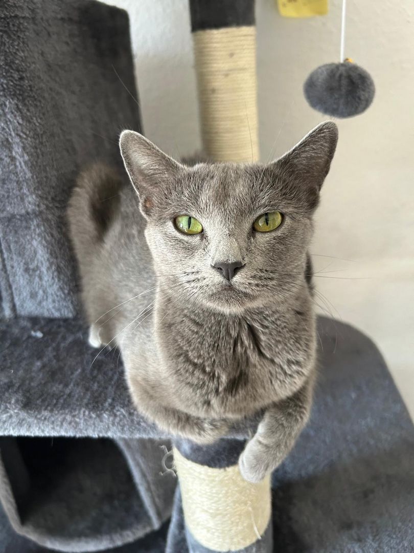 4 reinrassige wunderschöne russisch blau kitten 3x w, 1x m