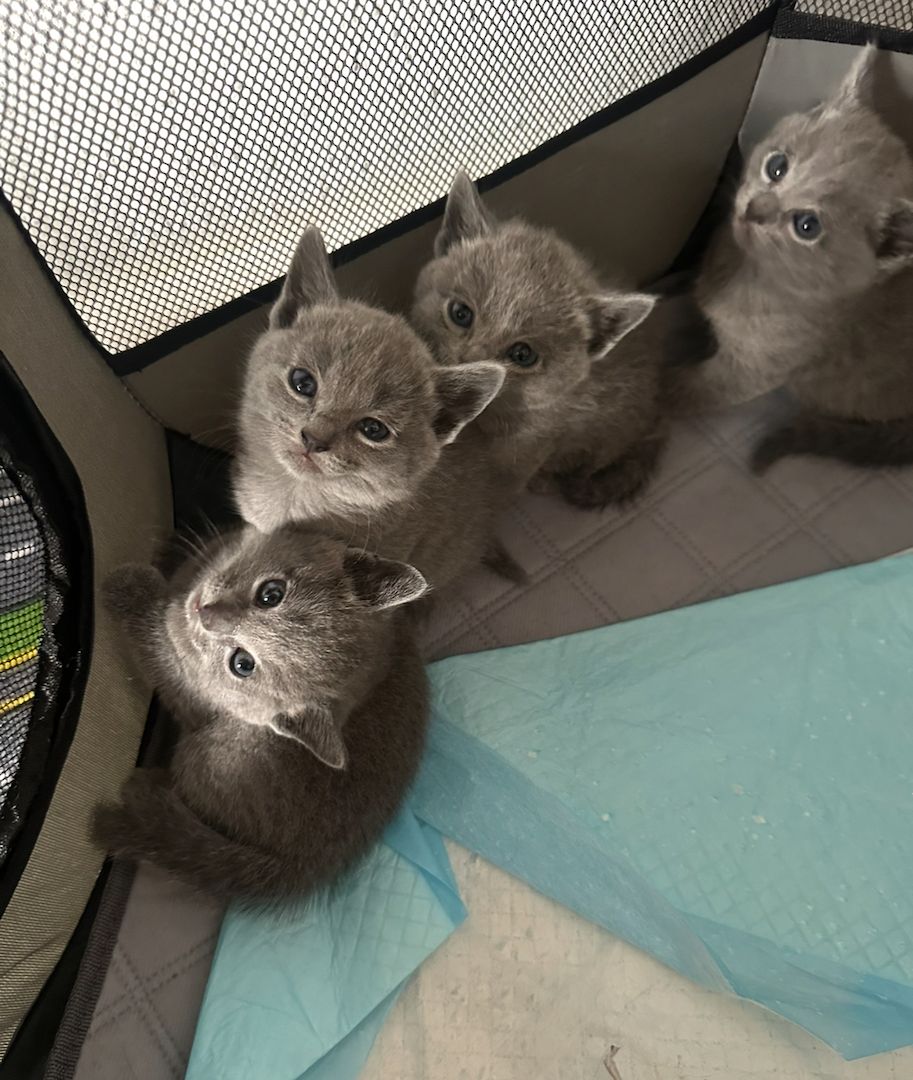 4 reinrassige wunderschöne russisch blau kitten 3x w, 1x m