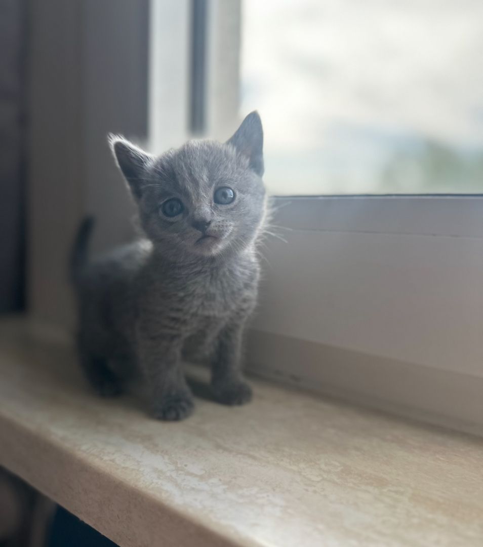 4 reinrassige wunderschöne russisch blau kitten 3x w, 1x m