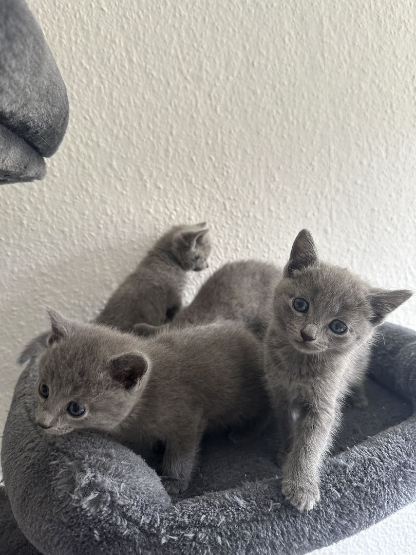 4 reinrassige wunderschöne russisch blau kitten 3x w, 1x m