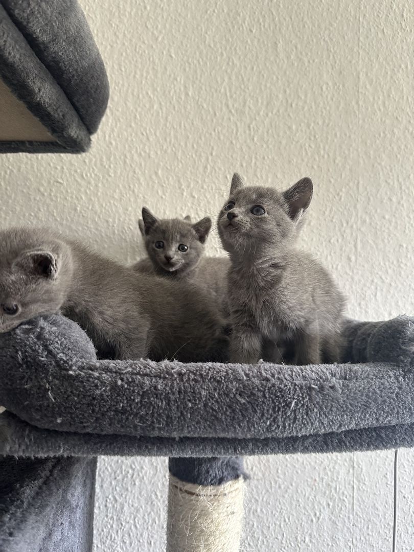 4 reinrassige wunderschöne russisch blau kitten 3x w, 1x m