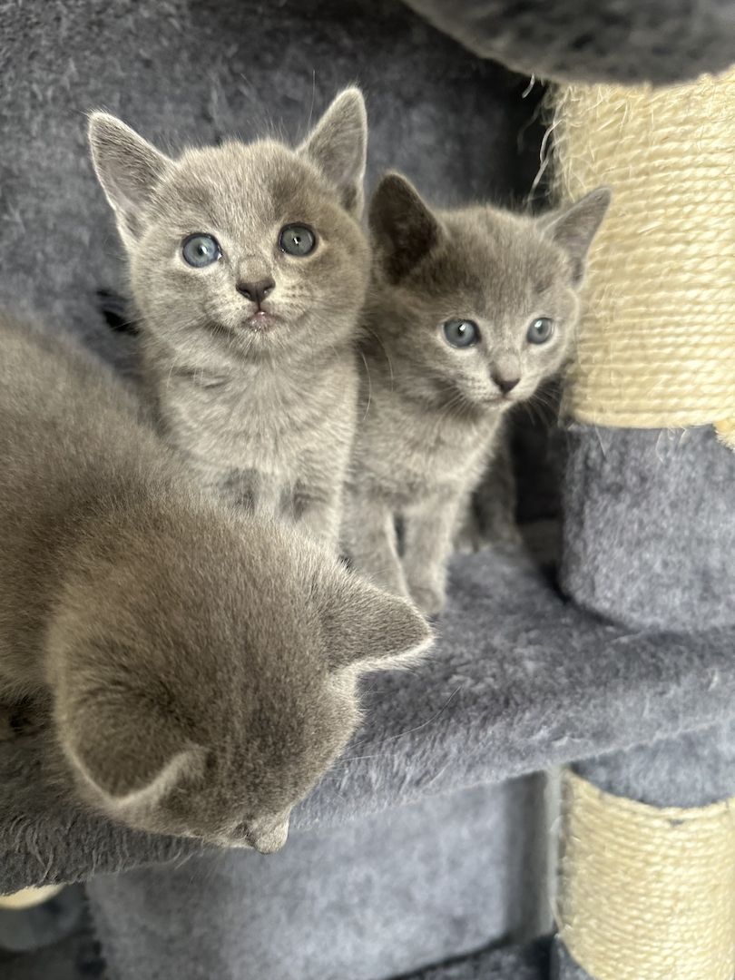 4 reinrassige wunderschöne russisch blau kitten 3x w, 1x m