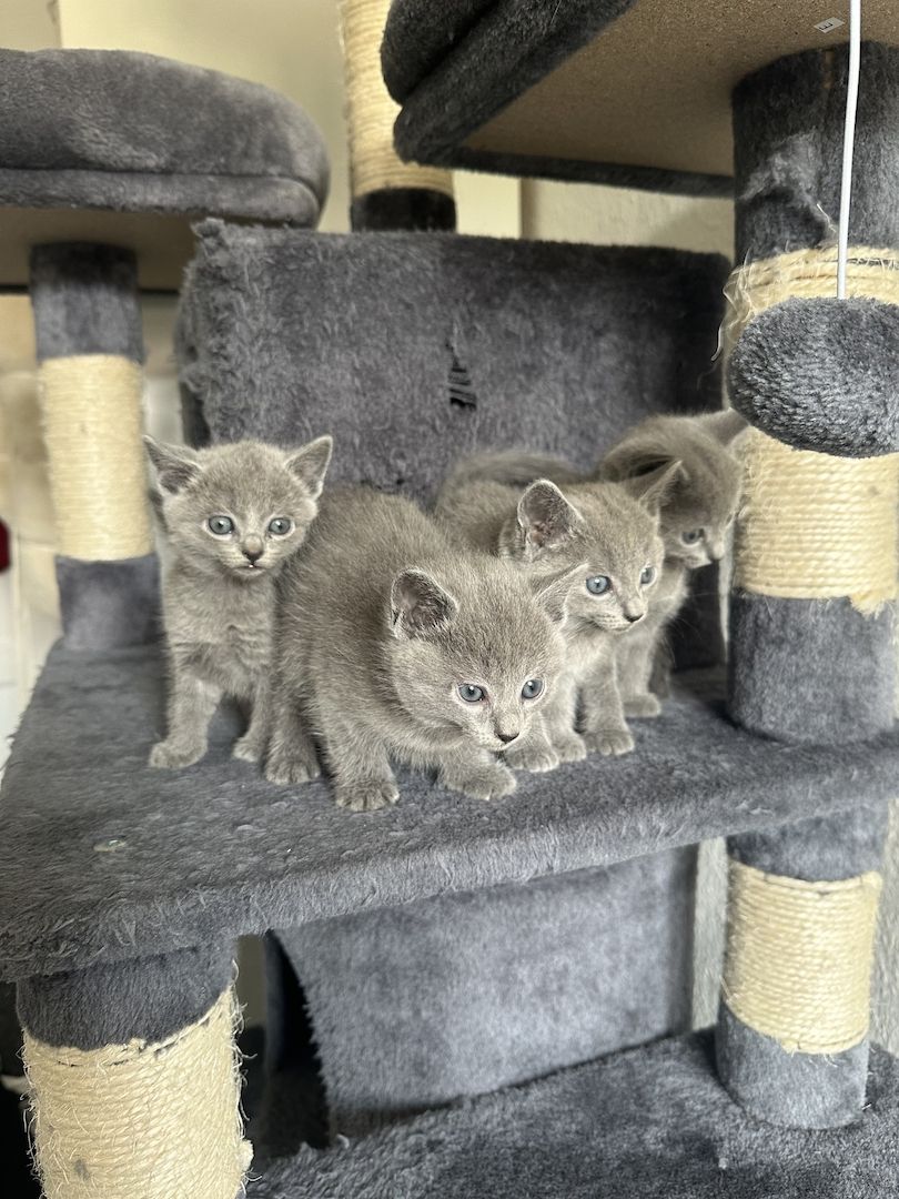 4 reinrassige wunderschöne russisch blau kitten 3x w, 1x m