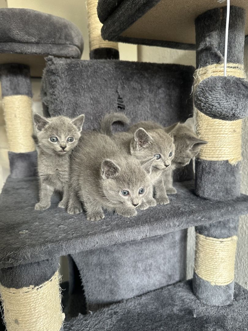 4 reinrassige wunderschöne russisch blau kitten 3x w, 1x m