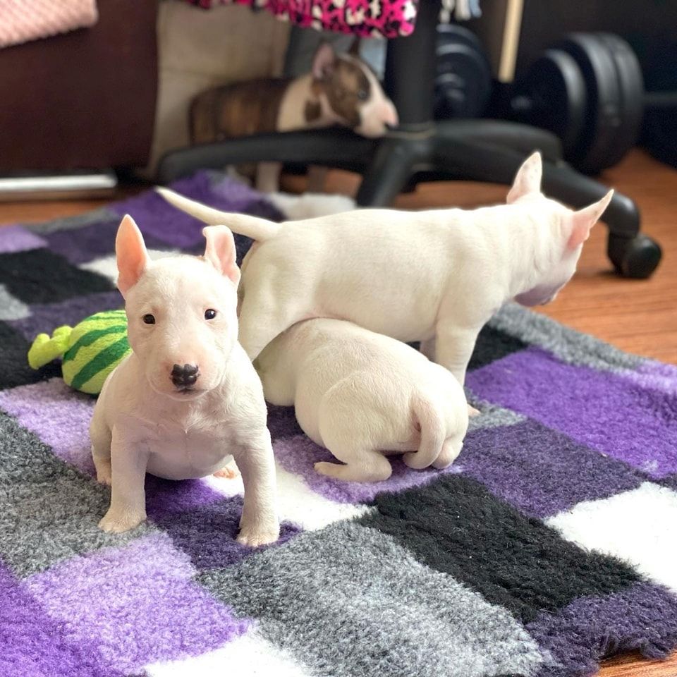 Mini Bull Terrier welpen