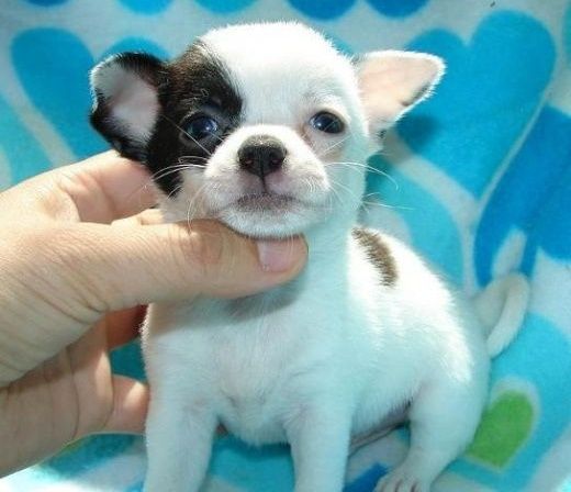 Super süße MINI chihuahua welpen mit Papieren .