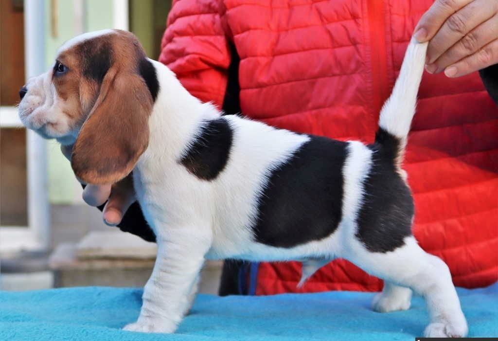 Reinrassige Beagle welpen ,