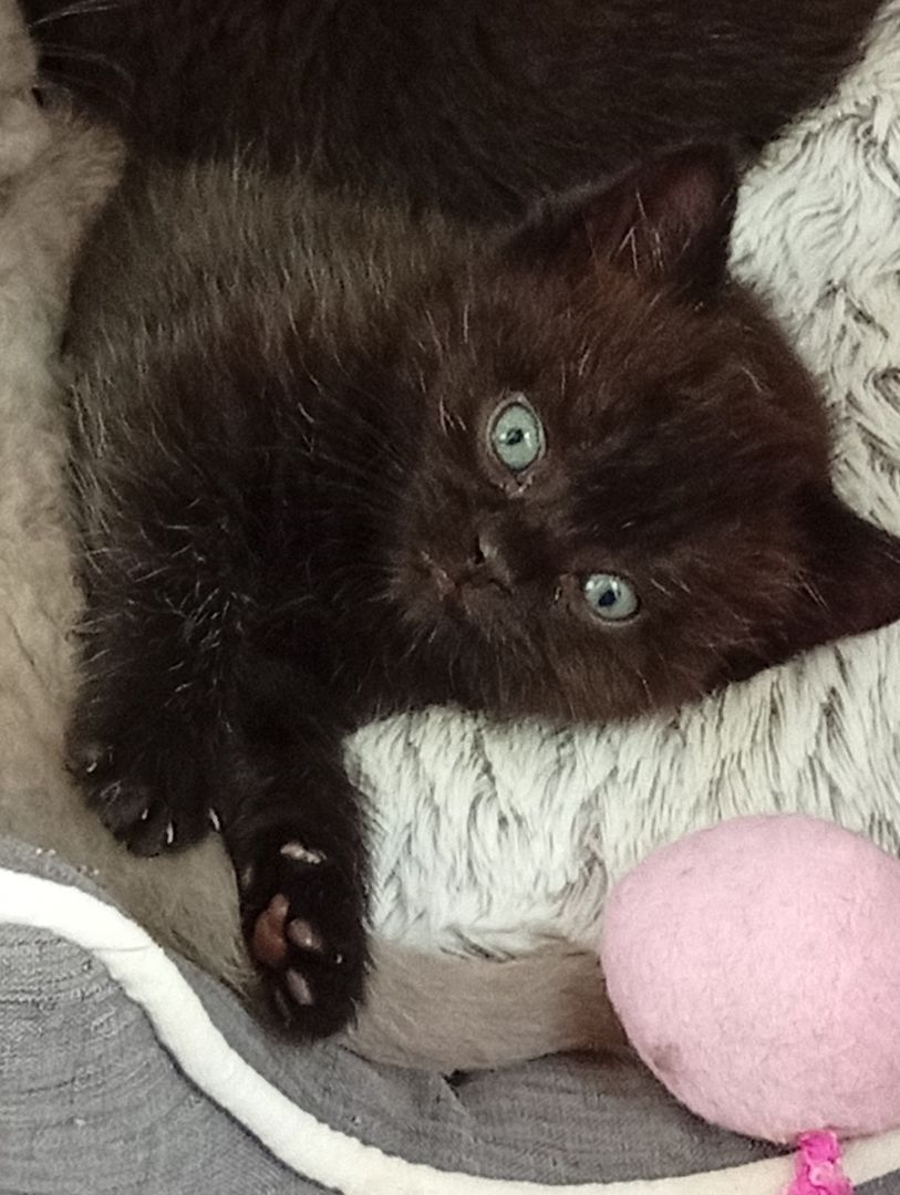 Britische Kurzhaar Kitten