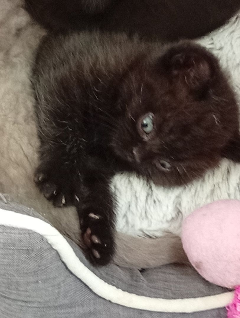 Britische Kurzhaar Kitten