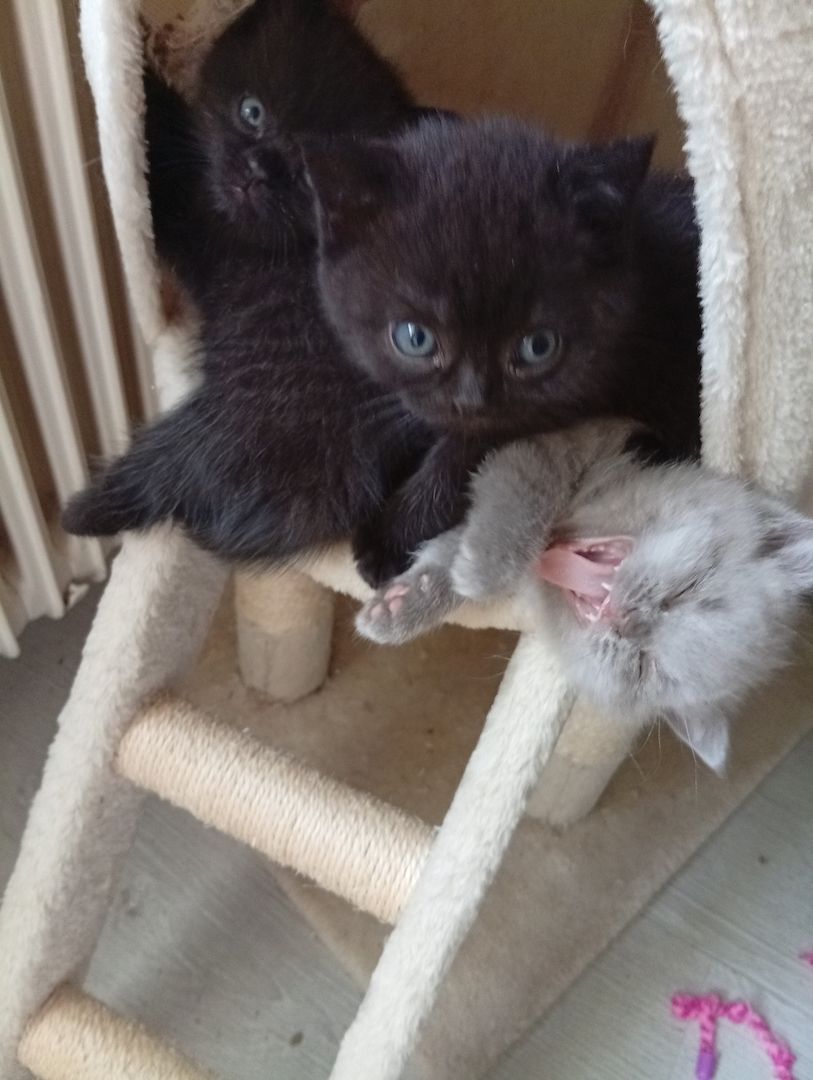 Britische Kurzhaar Kitten