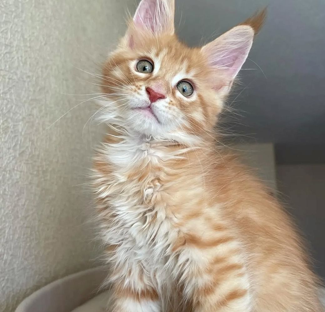 Maine Coon-kitten