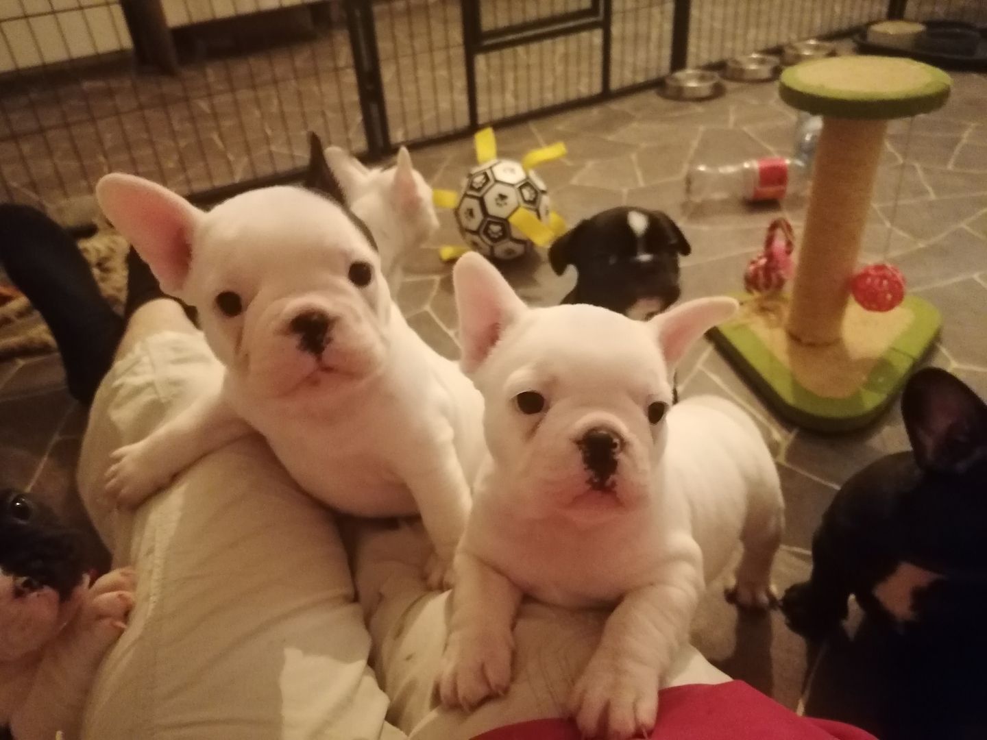 French bulldogge Welpen