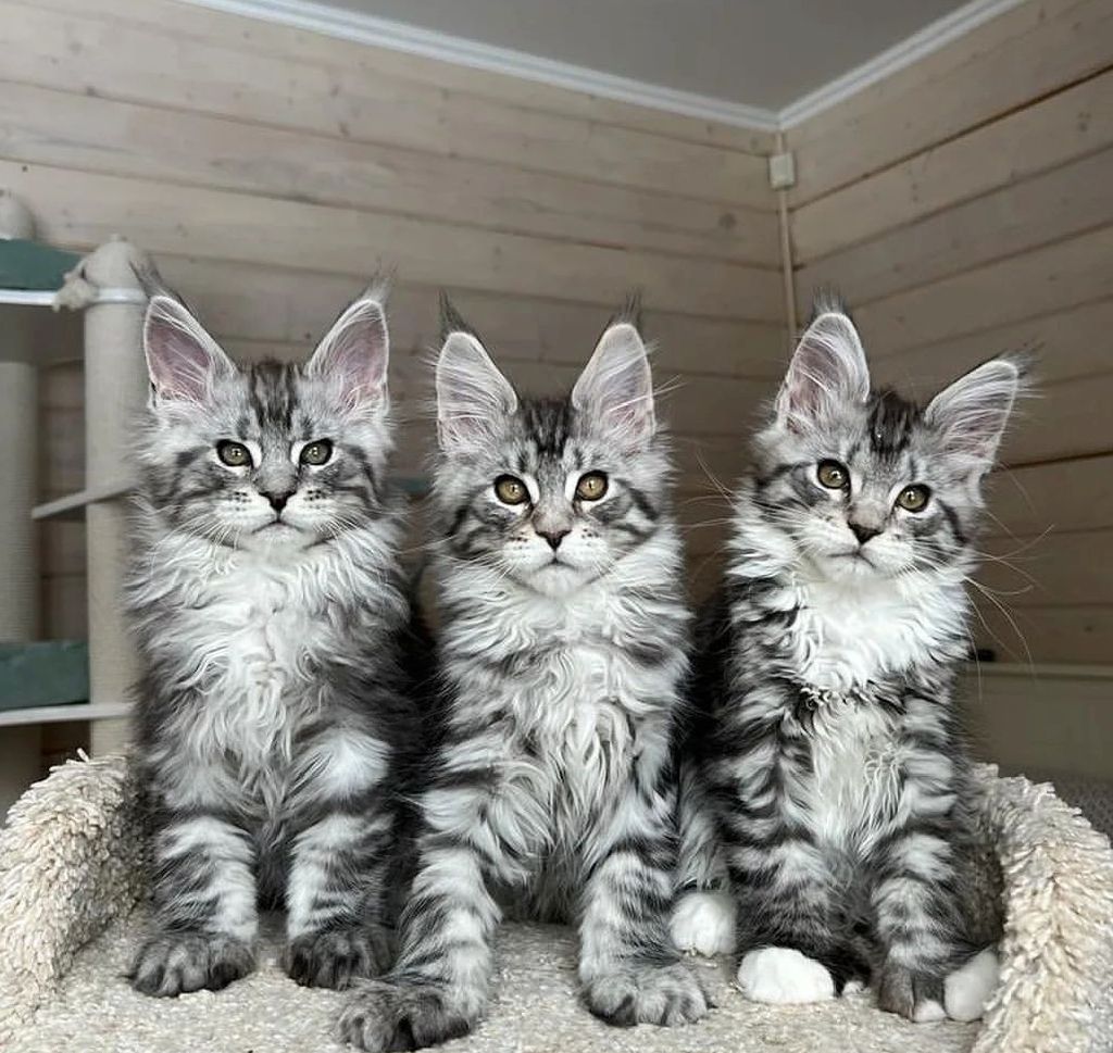 Maine Coon-kitten