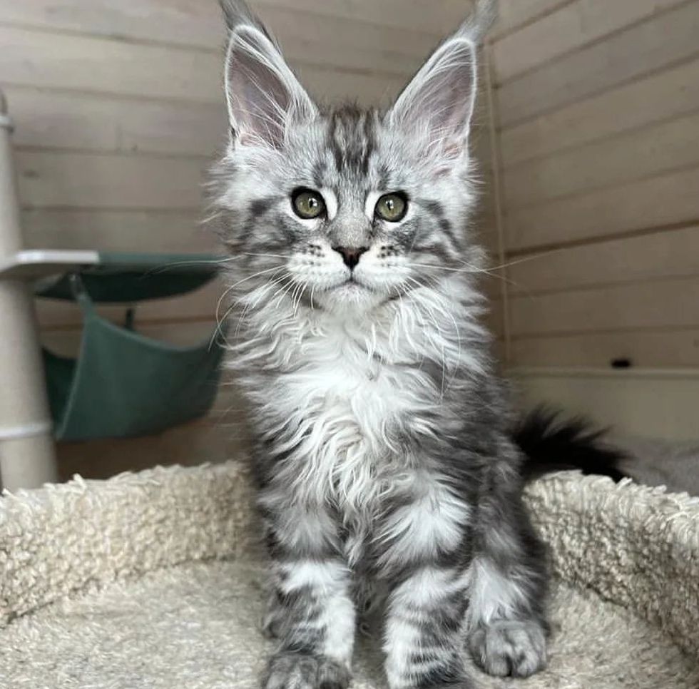 Maine Coon-kitten