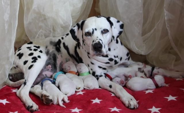 Dalmatiner Welpen aus liebevoller Hobbyzucht am 19-05 geboren suchen ihre Familien