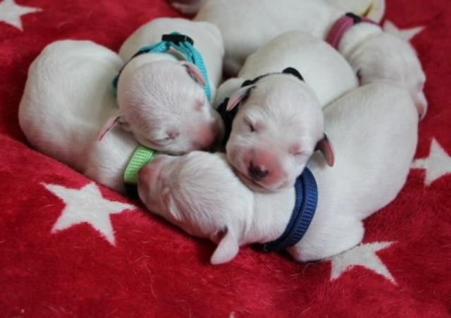 Dalmatiner Welpen aus liebevoller Hobbyzucht am 19-05 geboren suchen ihre Familien