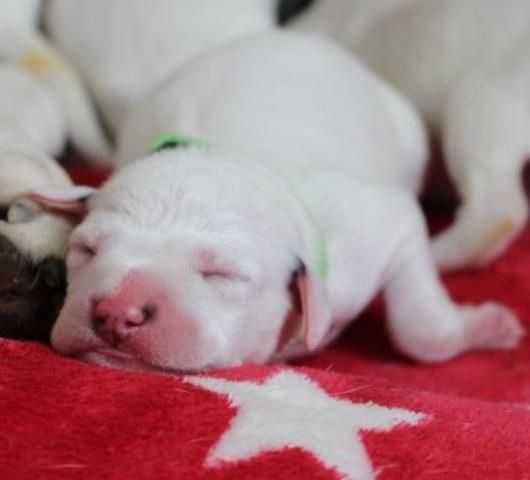 Dalmatiner Welpen aus liebevoller Hobbyzucht am 19-05 geboren suchen ihre Familien