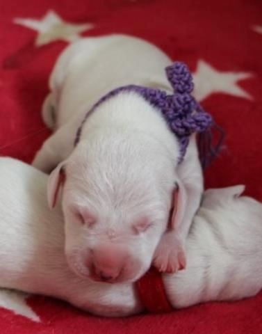 Dalmatiner Welpen aus liebevoller Hobbyzucht am 19-05 geboren suchen ihre Familien