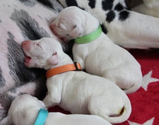 Dalmatiner Welpen aus liebevoller Hobbyzucht am 19-05 geboren suchen ihre Familien