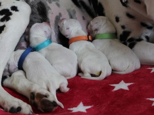 Dalmatiner Welpen aus liebevoller Hobbyzucht am 19-05 geboren suchen ihre Familien