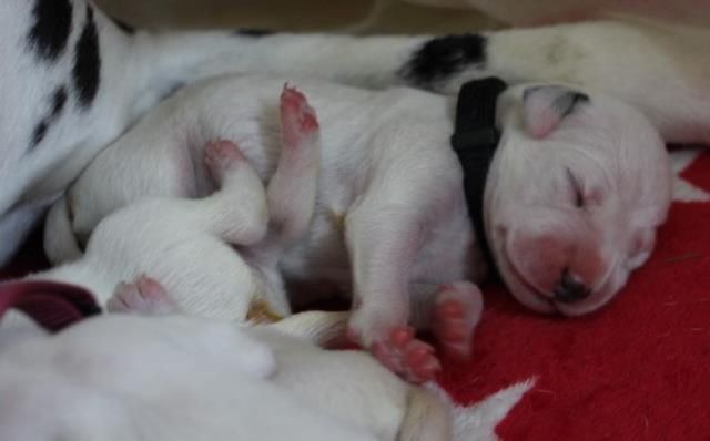 Dalmatiner Welpen aus liebevoller Hobbyzucht am 19-05 geboren suchen ihre Familien