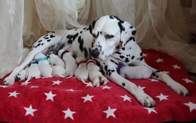 Dalmatiner Welpen aus liebevoller Hobbyzucht am 19-05 geboren suchen ihre Familien