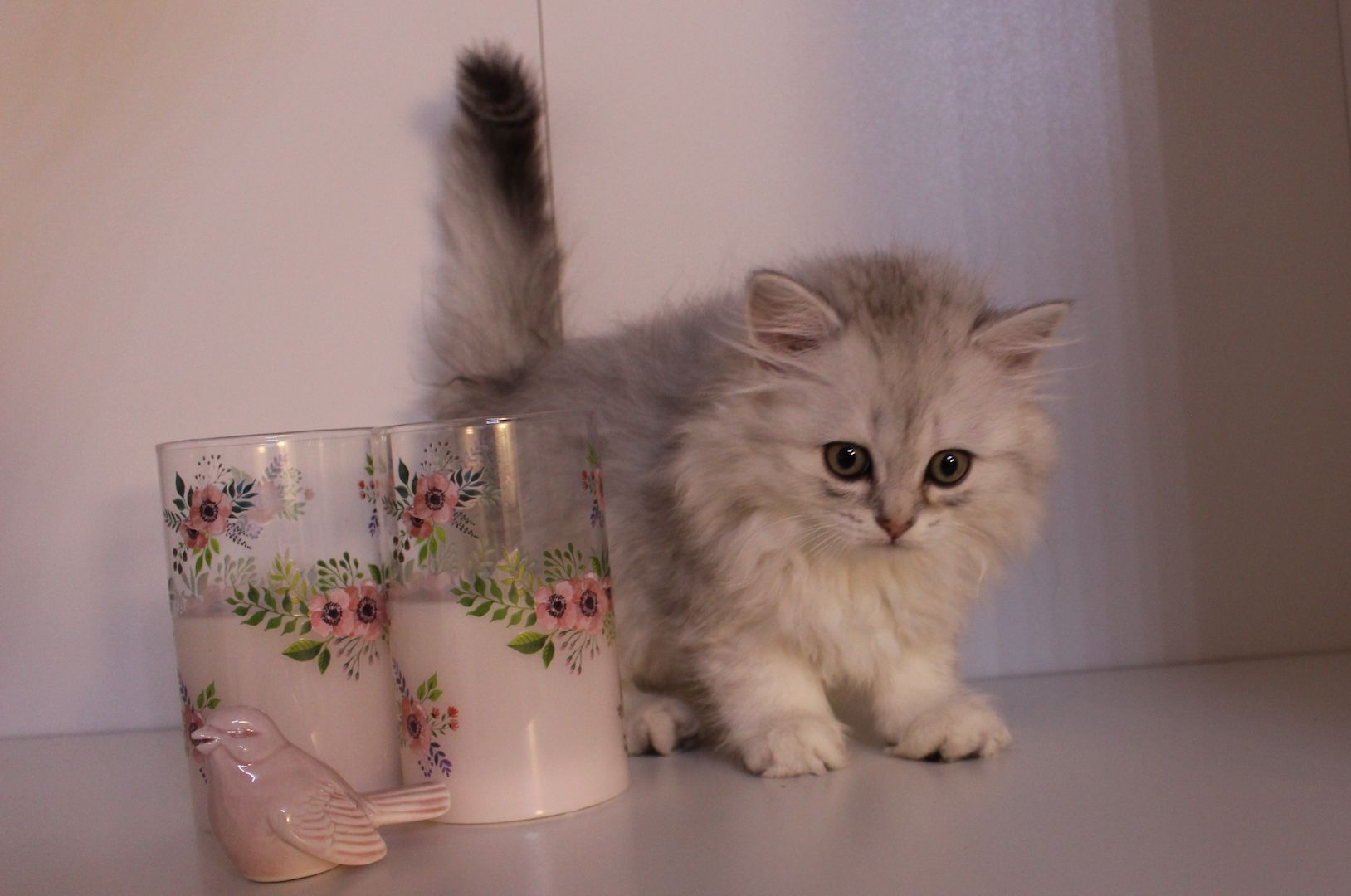 Reinrassige BKH Kitten