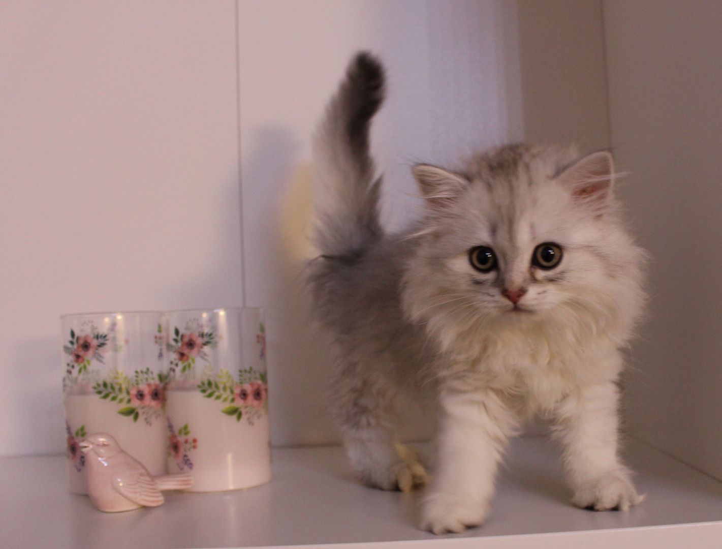 Reinrassige BKH Kitten