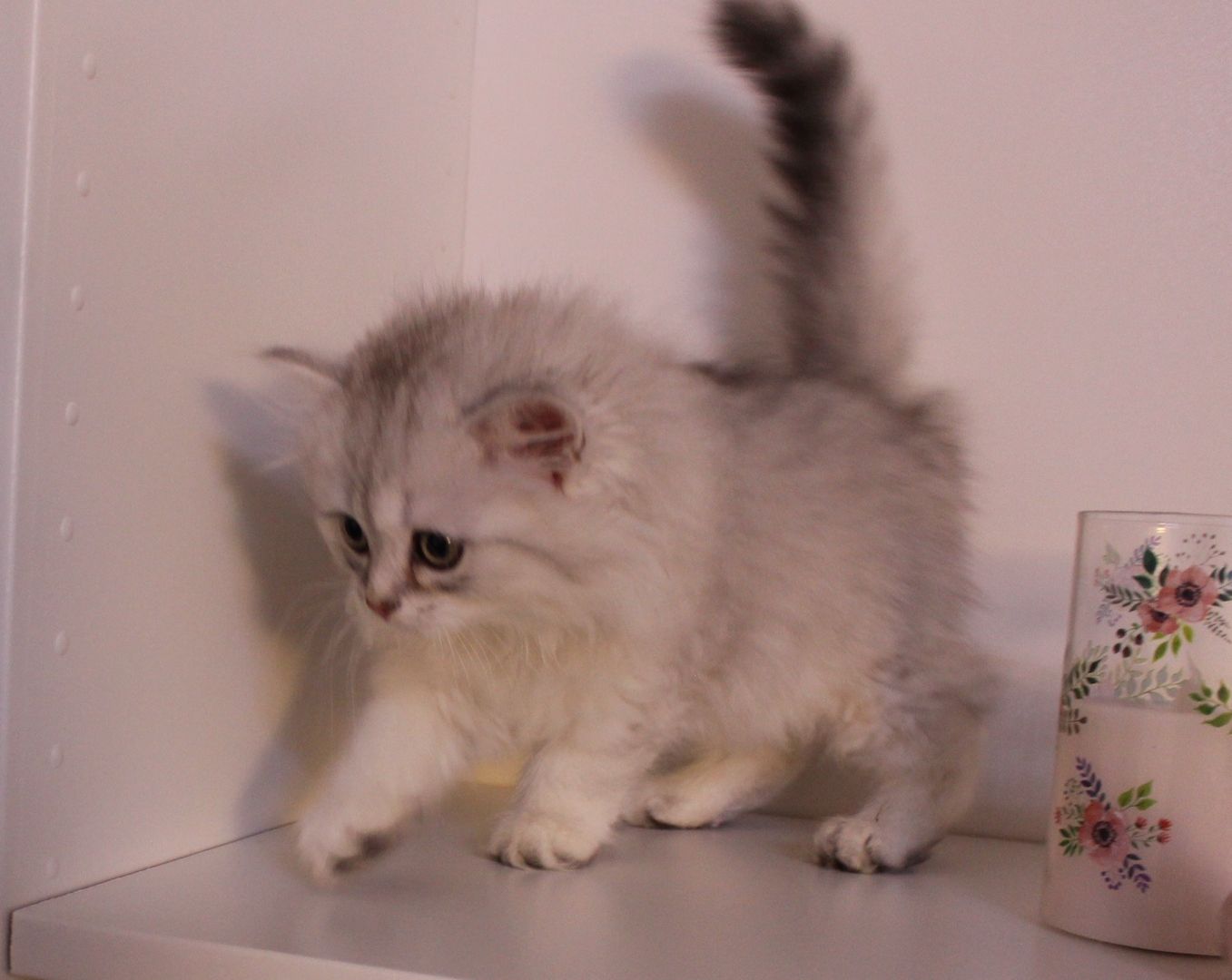 Reinrassige BKH Kitten