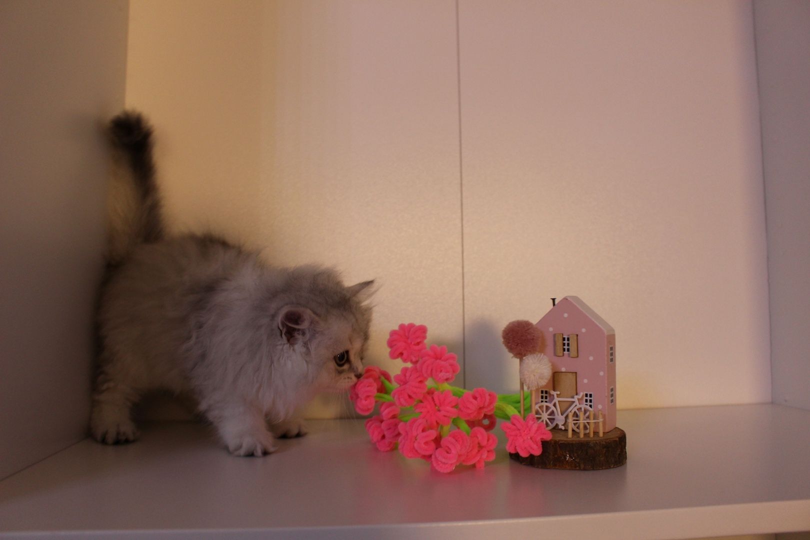 Reinrassige BKH Kitten