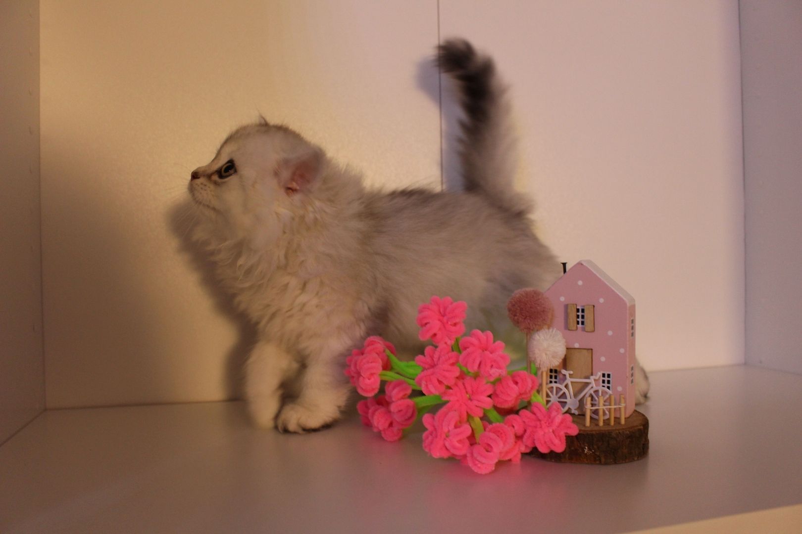 Reinrassige BKH Kitten