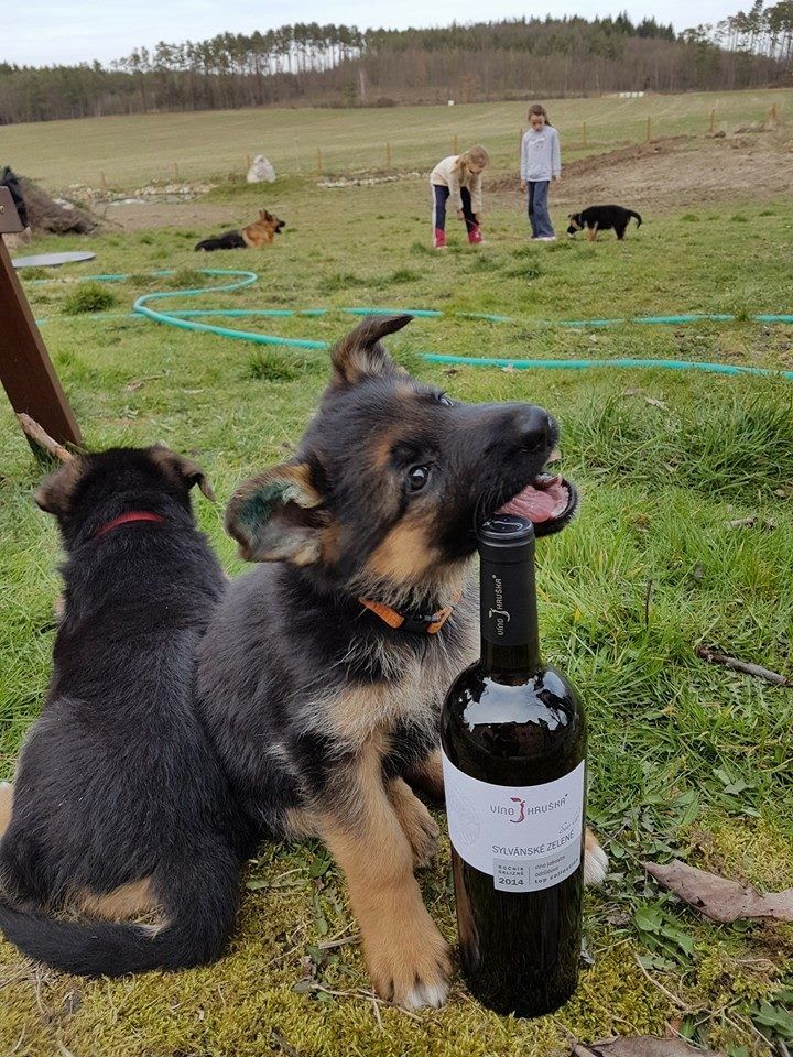 Reinrassig Deutsche Schäferhund Welpen DDR Linie Reinrassig Deutsche Schäferhund Welpen DDR Linie