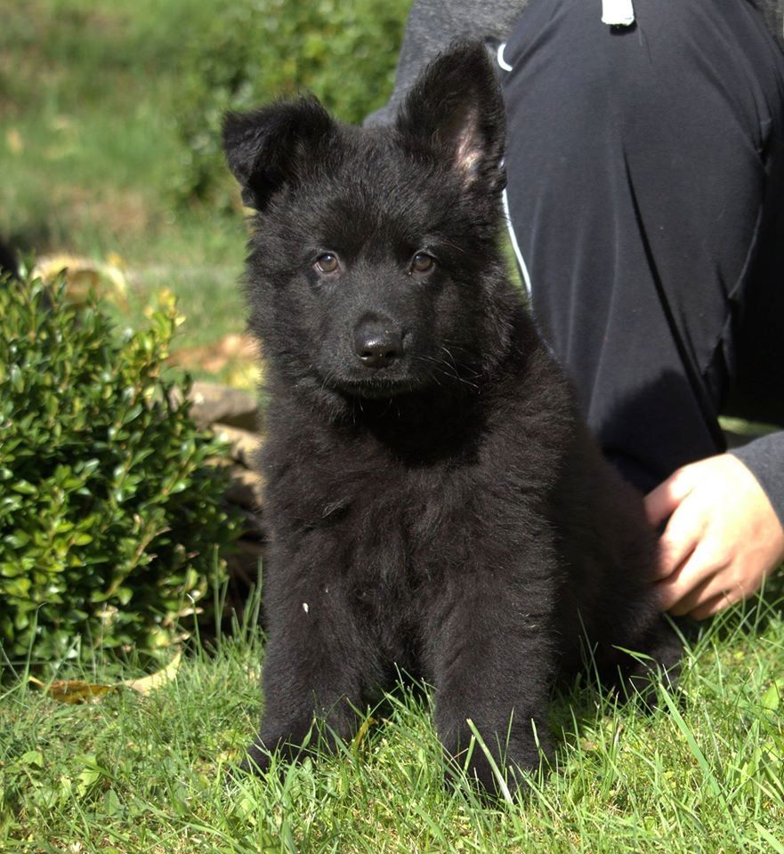 Reinrassig Deutsche Schäferhund Welpen DDR Linie Reinrassig Deutsche Schäferhund Welpen DDR Linie