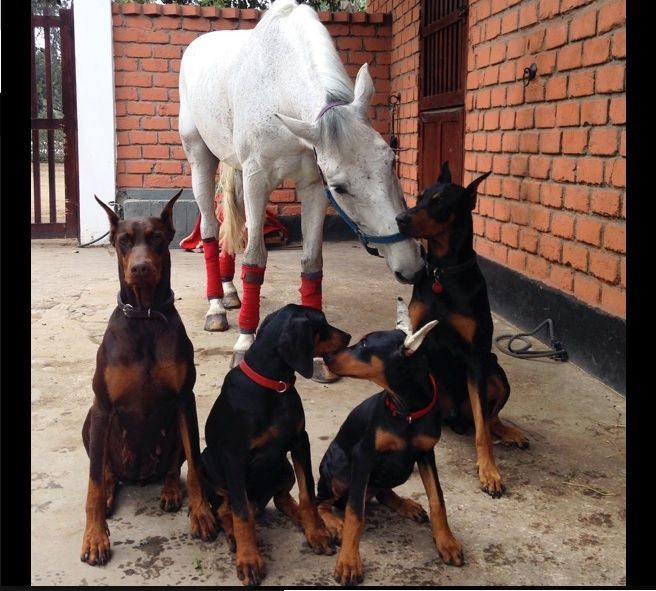 Dobermannwelpen suchen ein Zuhause