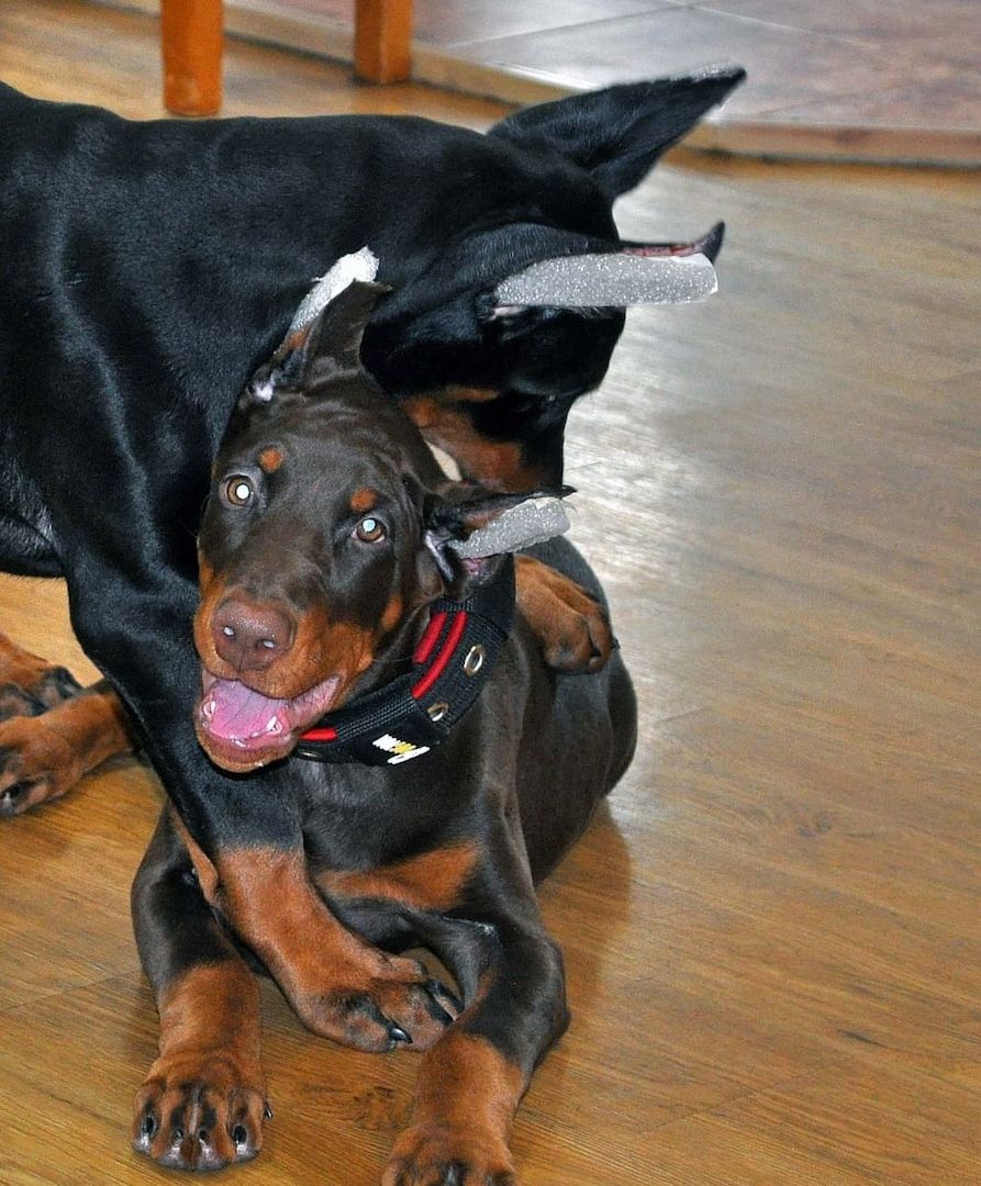 Dobermannwelpen suchen ein Zuhause