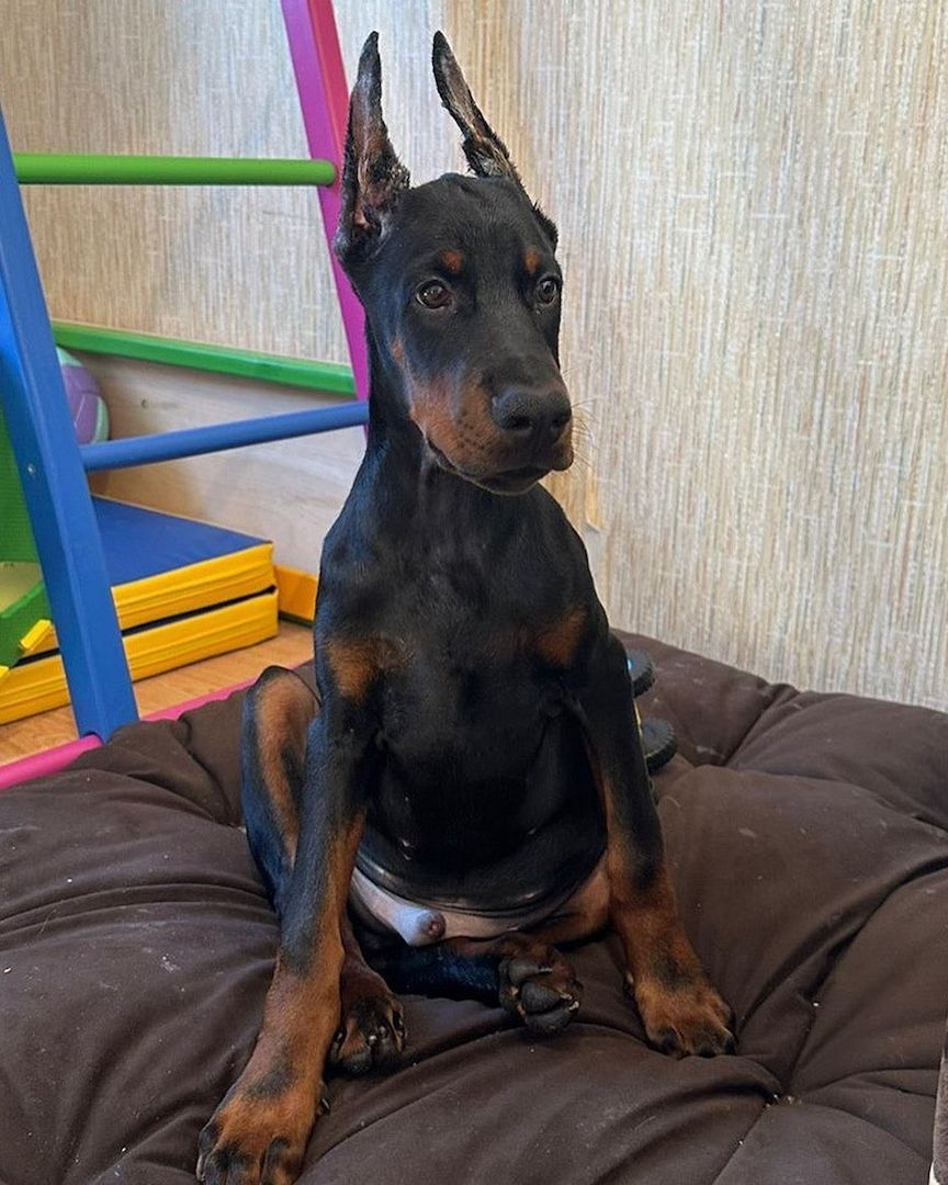 Dobermannwelpen suchen ein Zuhause