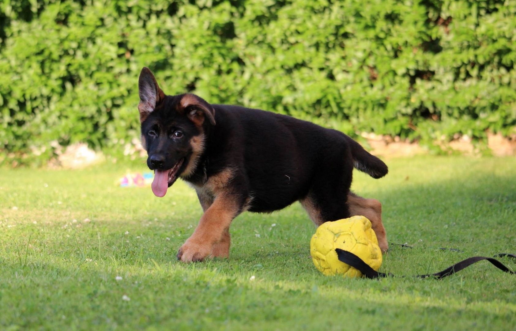 Deutsche Schäferhundwelpen Deutsche Schäferhundwelpen