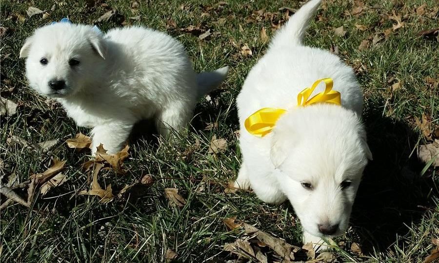 Deutsche Schäferhundwelpen Deutsche Schäferhundwelpen