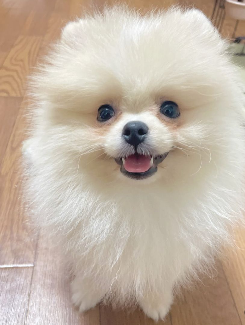 Wunderschöne Zwergspitz Pommersche Welpen 