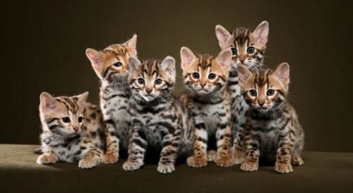 Zauberhafte Bengal Babys suchen ein neues Zuhause inkl. Snow Bengal