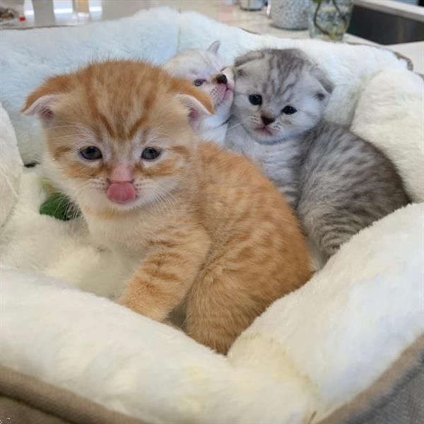 BKH Kitten Golden Stammbaum Geimpft