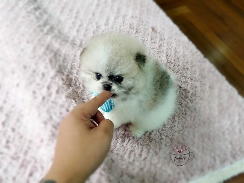 Liebevoll aufgezogene Pomeranian- Zwergspitz-Welpen suchen verantwortungsvolle Familien.