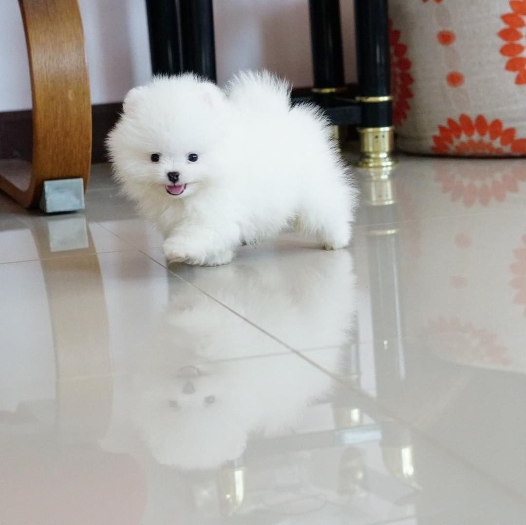 Reinrassige Pomeranian/Zwergspitz-Welpen