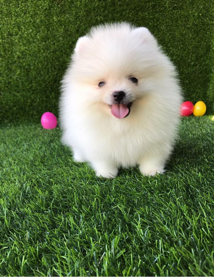 Reinrassige Pomeranian/Zwergspitz-Welpen