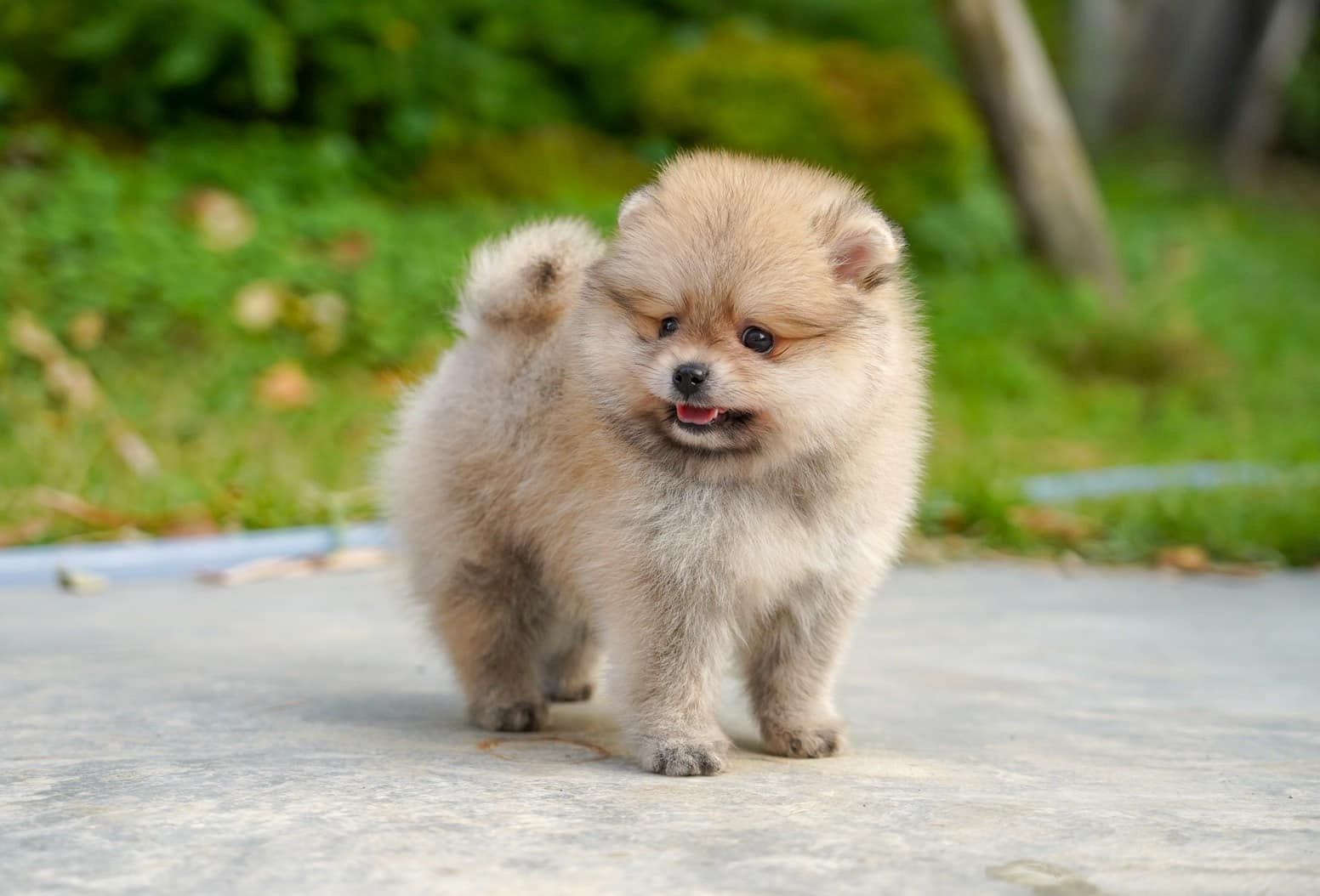Pomeranian - Zwergspitz Welpen mit VDH Papiere vom Top-Züchter