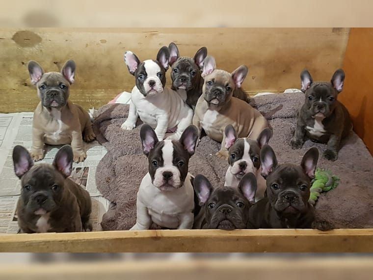 Zauberhafte französische Bulldoggen Welpen mit Ahnentafel