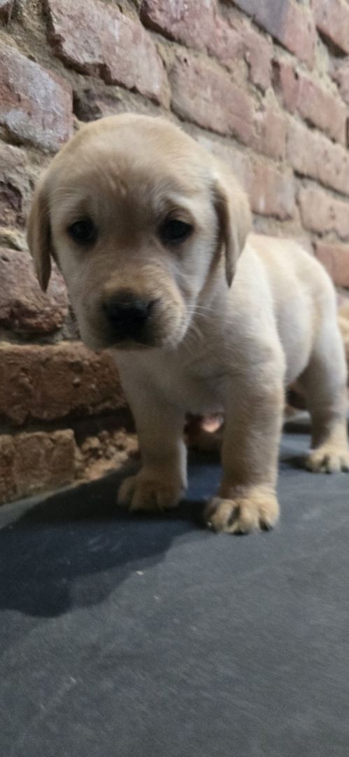 Labrador welpen