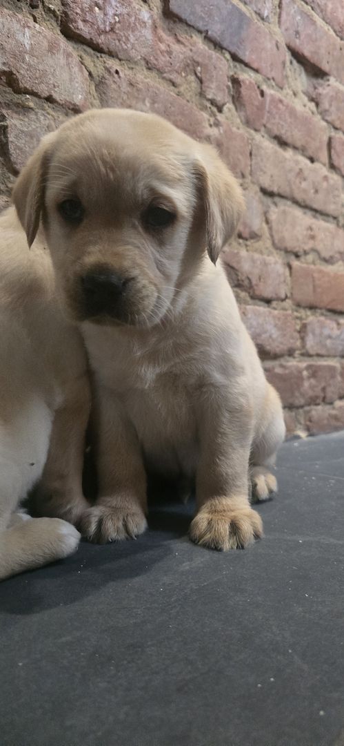 Labrador welpen